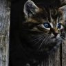 读者「午睡猫」的评论头像，午后沙发与阳光的日常画面